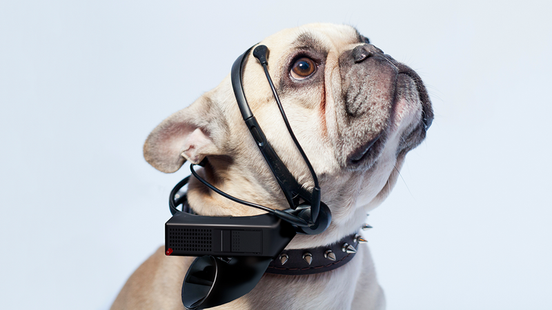 Illustration for article titled Your Dog Could Talk Back With This Mind-Reading Headset